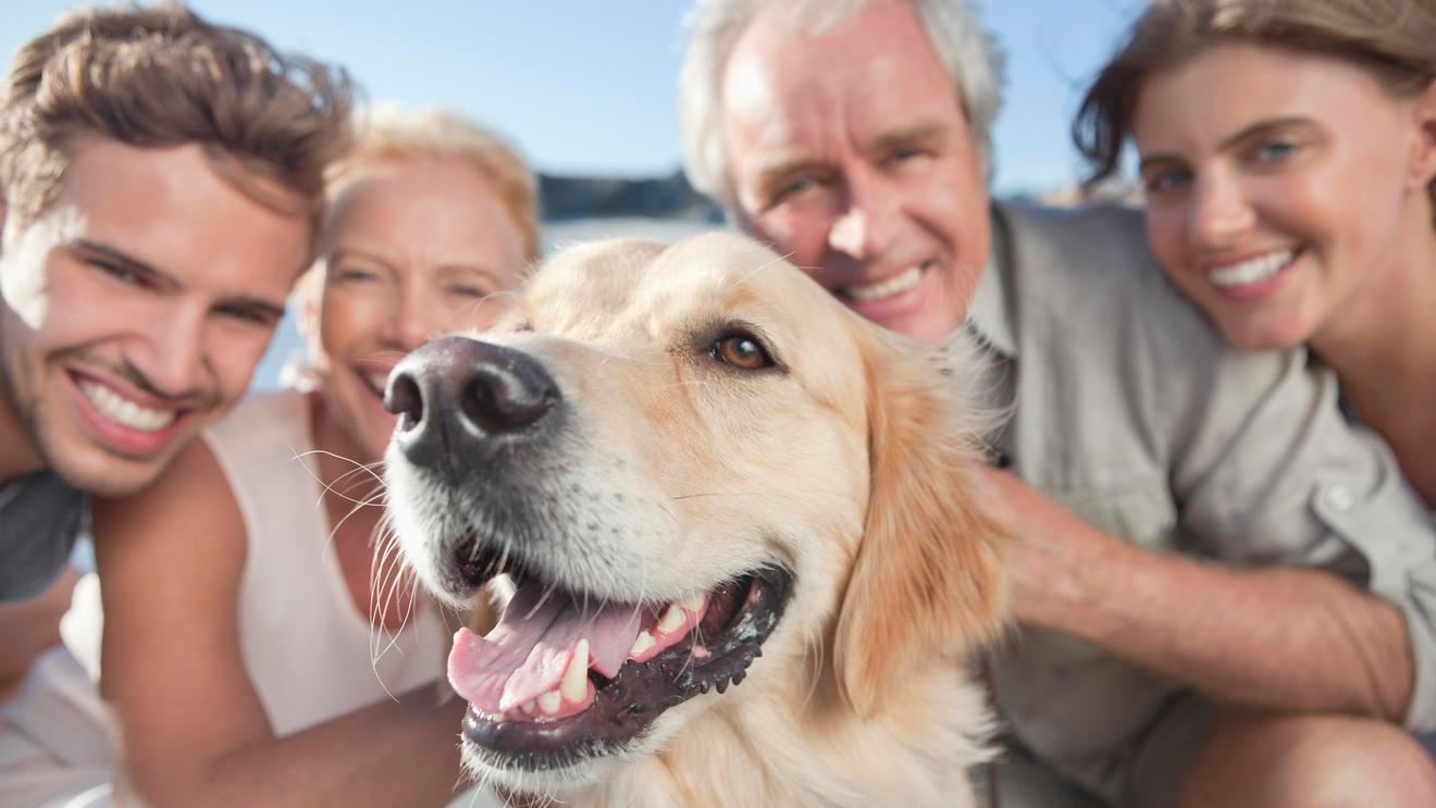 Katze, Hund und Co – der Trend zum Haustier