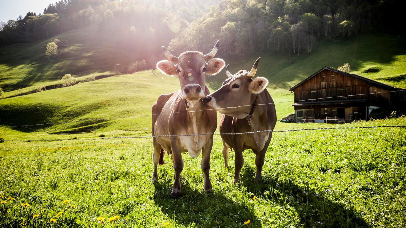 Der Perfect Fit aus Marke, Umfeld und Testimonial